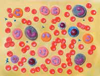 Human Blood Cells